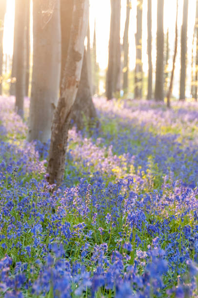 istock Sunrise illuminating bluebells 1497816051