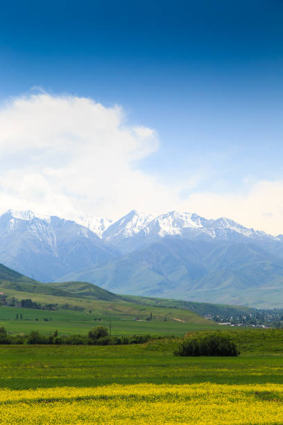 istock Blooming fields against the backdrop of mountains. Beautiful mountain landscape. Blooming summer herbs. Spring landscape. Kyrgyzstan. 1497816159