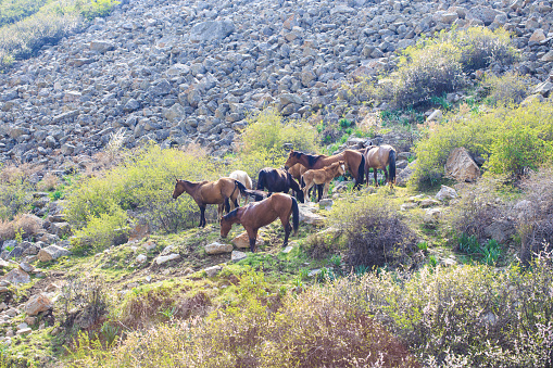 Los caballos en las montañas pastan en una pendiente empinada. Naturaleza y pastos en tierras altas rurales. Kirguizistán photo