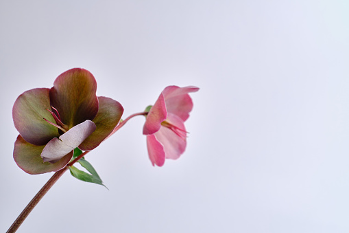 Close-up of the flower of a lenten rose Helleborus against a light background. Floral card or wallpaper. Delicate abstract floral pastel background. Close-up of flower petals. Card concept, copy space for text