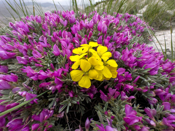 istock Chromatic Resilience: Hardy and Endemic Flowers Defy the Mountains 1497818236