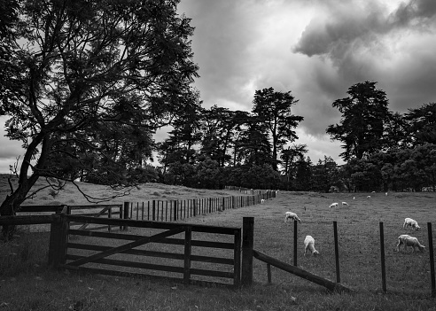 Black and white image of sheep in farm paddock
