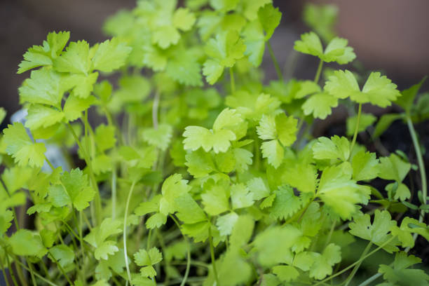 кориандр - cilantro coriander seed leaf garnish стоковые фото и изображения