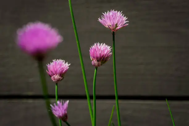 Chives, scientific name Allium schoenoprasum, is a perennial plant in the onion family.  The leaves and flowers are edible.