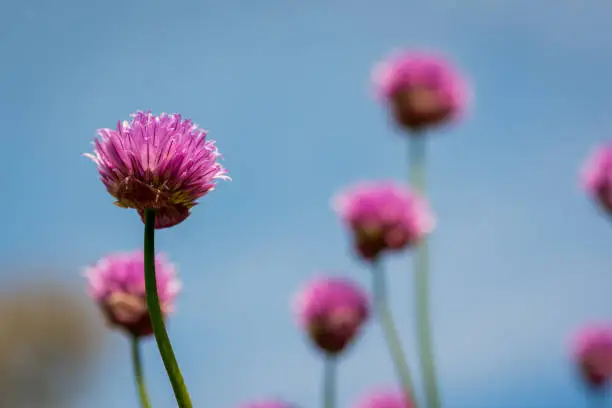 Chives, scientific name Allium schoenoprasum, is a perennial plant in the onion family.  The leaves and flowers are edible.