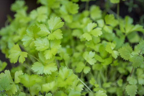 кориандр - cilantro coriander seed leaf garnish стоковые фото и изображения