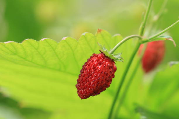 Strawberries fruit, organic cultivation in garden, red seasonal berry fruit stock photo