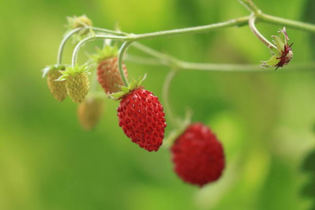 Strawberries fruit, organic cultivation in garden, red seasonal berry fruit stock photo