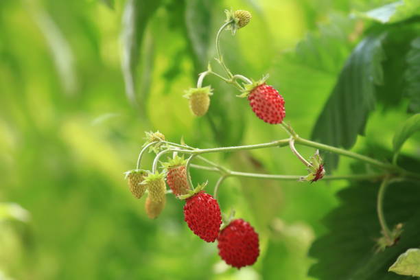 Wild strawberries, red delicious fruit stock photo