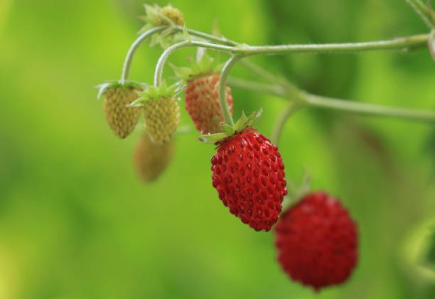 Red sweet wild strawberries in garden, delicious spring fruit stock photo