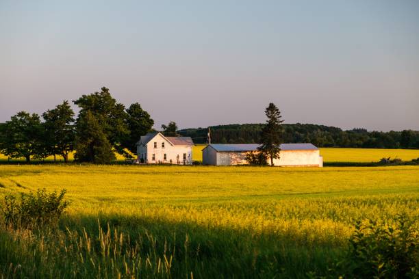 istock Rural landscape featuring a grassy field dotted with trees and farm buildings 1497821114