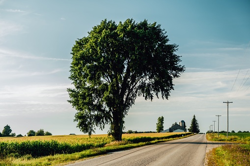 A majestic tree stands alone in the middle of a picturesque country road in rural area