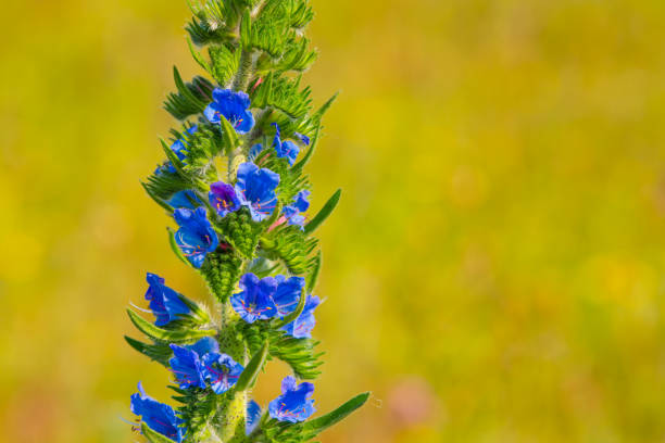 Echium vulgare vipers bugloss blueweed wild flowering plant, group of blue flowers in bloom on tall flowers stem, green leaves