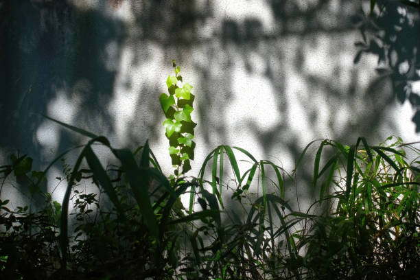 istock Plant and shadow on white wall 1497821584