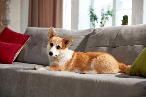Attractive, cute, beautiful purebred corgi dog lying on sofa in living room on daytime. Comfort. Concept of animal life, care, pet friend, lifestyle, happiness, vet, grooming