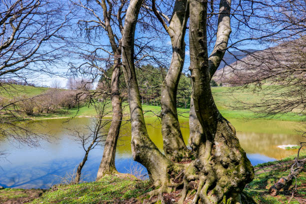 spring awakens the trees around a small lake in a landscape in umbria in central italy - woods reflection famous place standing water imagens e fotografias de stock