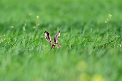 European hare Lepus europaeus, also known as the brown hare hiding in the field.