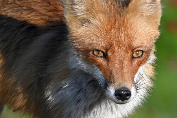 istock Portrait red fox Vulpes vulpes on a beautiful background 1497823382