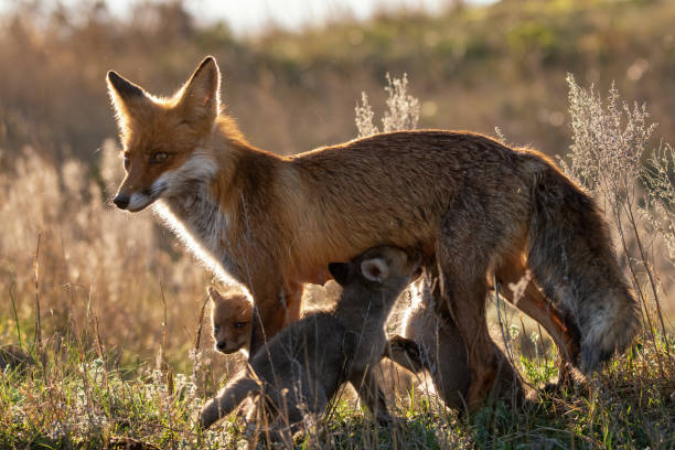 istock Red fox Vulpes vulpes in the wild 1497823419