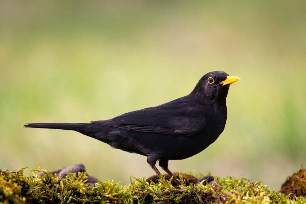 gemeine amsel turdus merula in freier wildbahn - common blackbird stock-fotos und bilder