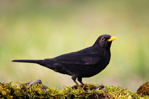 Common blackbird Turdus merula in the wild. Close up Songbird.