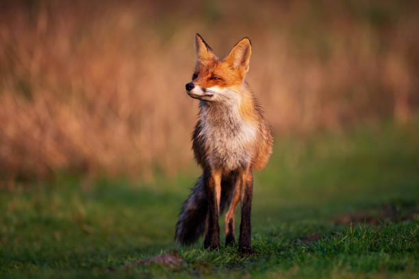 istock Portrait red fox Vulpes vulpes on a beautiful background 1497823849