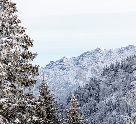 A scenic view of a snow-covered mountain surrounded by pine trees.