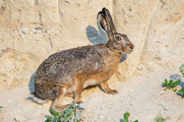 European brown hare Lepus europaeus