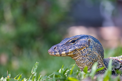 Portrait of an Asian water monitor on a lawn in Lumphini Park, which is a large public park in the center of Bangkok the capital of Thailand