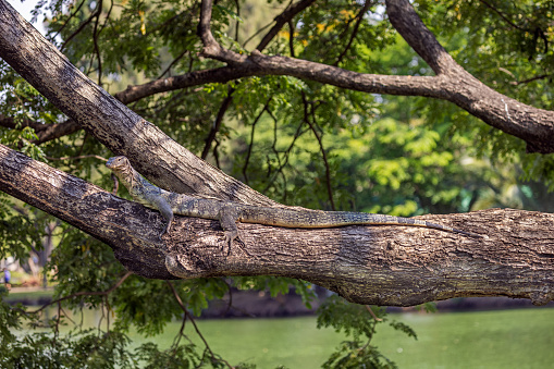 Asian water monitor more the a meter long climbing in a tree on a brink of a lake in Lumphini Park, which is a large public park in the center of Bangkok the capital of Thailand