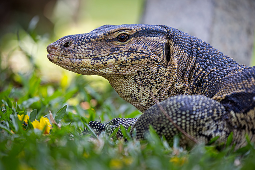 Portrait of an Asian water monitor on a lawn in Lumphini Park, which is a large public park in the center of Bangkok the capital of Thailand