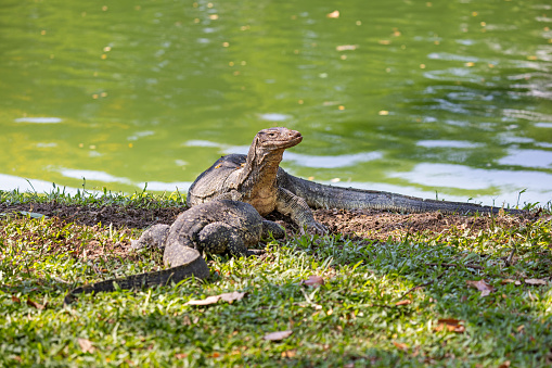 Two Asian water monitors, sharing the carcass of a third lizard on a brink of a lake in Lumphini Park, which is a large public park in the center of Bangkok the capital of Thailand