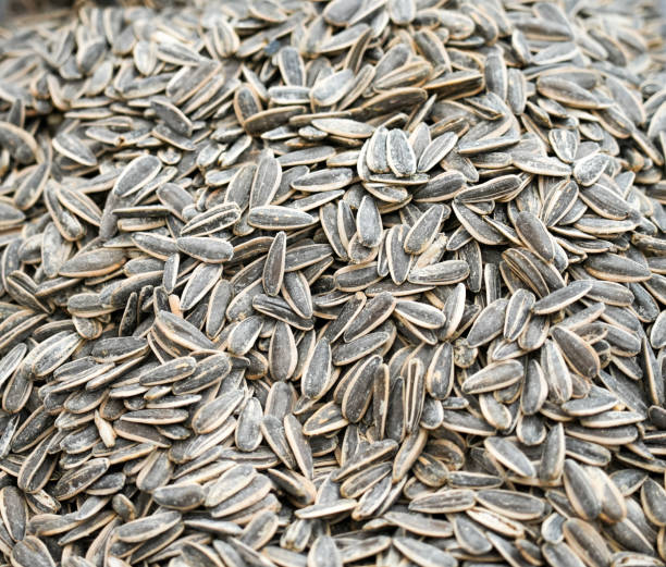istock Black and white sunflower seeds with shell close-up. 1497826227