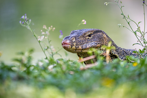 Portrait of an Asian water monitor on a lawn in Lumphini Park, which is a large public park in the center of Bangkok the capital of Thailand