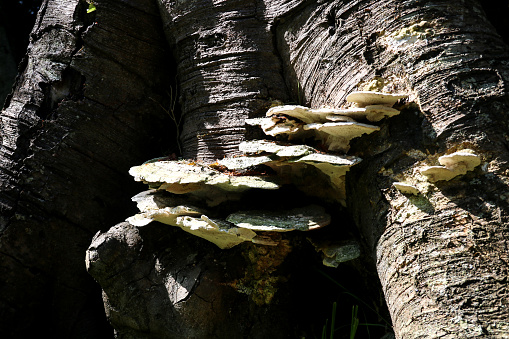 Bracket fungus growing on an old tree trunk in a country estate garden