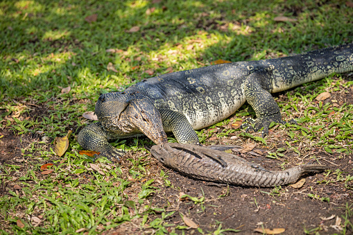 Asian water monitor, eating the carcass of a armored catfish on a brink of a lake in Lumphini Park, which is a large public park in the center of Bangkok the capital of Thailand