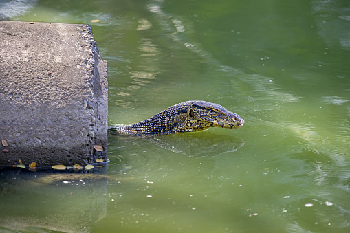 Portrait of an Asian water monitor looking out form a drain pipe at a lake in Lumphini Park, which is a large public park in the center of Bangkok the capital of Thailand