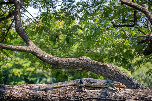 Asian water monitor more the a meter long climbing in a tree on a brink of a lake in Lumphini Park, which is a large public park in the center of Bangkok the capital of Thailand