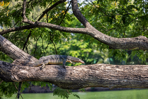 Asian water monitor more the a meter long climbing in a tree on a brink of a lake in Lumphini Park, which is a large public park in the center of Bangkok the capital of Thailand