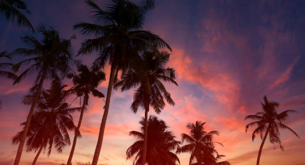 istock Summer with colorful theme as palm trees background as texture frame background 1497831793