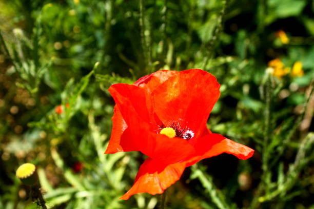 Red poppy flower head growing uncultivated in the field, springtime in the nature, selective focus