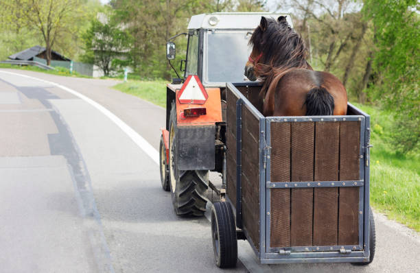 istock Horse Trailer for Transportation in Countryside 1497832490