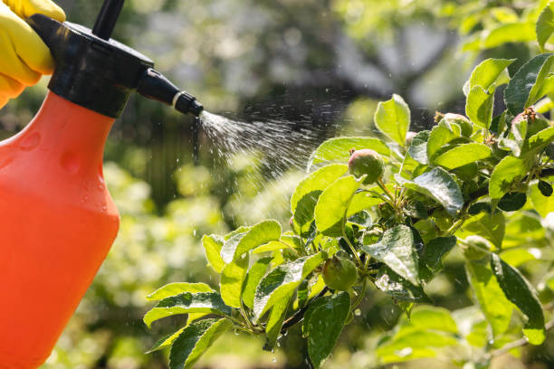 istock Spraying Apple Tree Orchard to Protect against Disease 1497832493