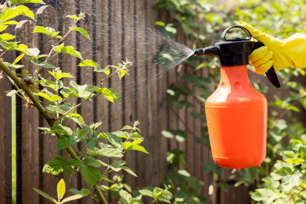istock Blackberry Spraying against Diseases and Pests 1497832496