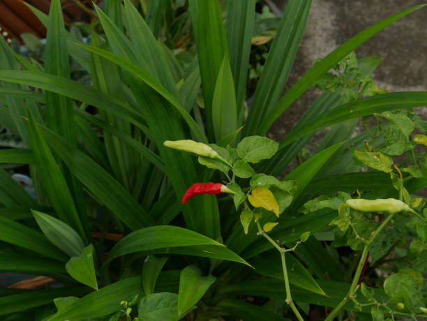 istock Cayenne pepper trees grow in abundance 1497832517