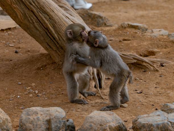 istock Primates embracing in a loving embrace, with the backdrop a dirt patch 1497832598