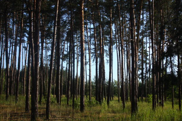 istock trees in the forest on the sun 1497833497