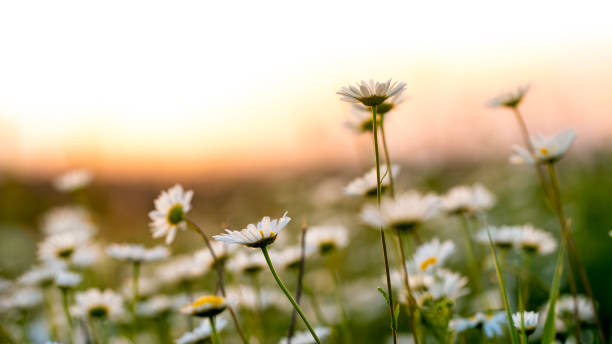 prado de verão - chamomile daisy sky flower - fotografias e filmes do acervo