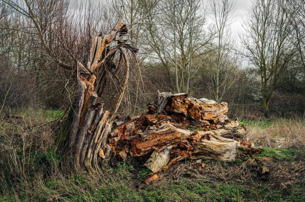 Dead wood remains in a nature park in early Spring