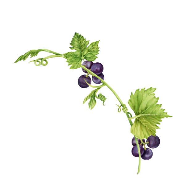 Vine branch with purple grapes, green leaves and tendrils isolated on white background. Hand drawn watercolor illustration Vine branch with purple grapes, green leaves and tendrils isolated on white background. Hand drawn watercolor illustration. Part of wine collection set. merlot grape stock illustrations